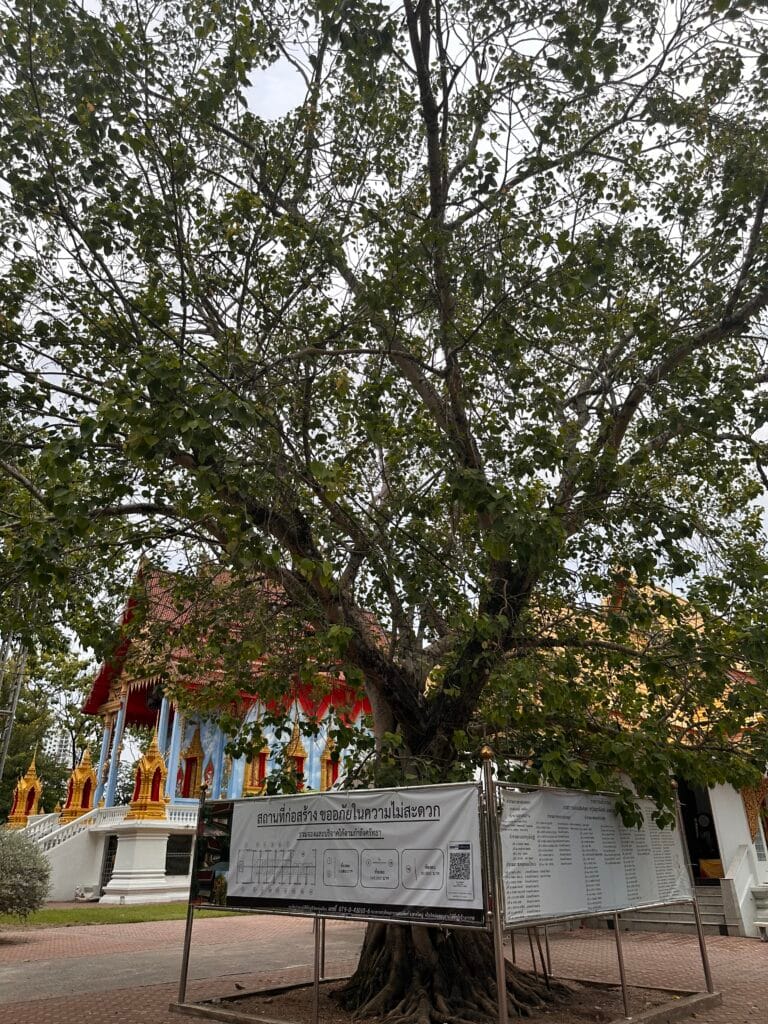 Bodhi tree at Wat Khlong Rian