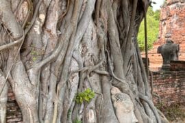 Resurgence Travel Buddha image bodhi tree Wat Mahathat Ayutthaya