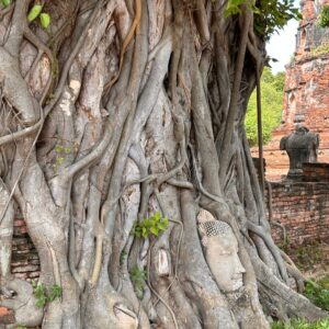 Resurgence Travel Buddha image bodhi tree Wat Mahathat Ayutthaya