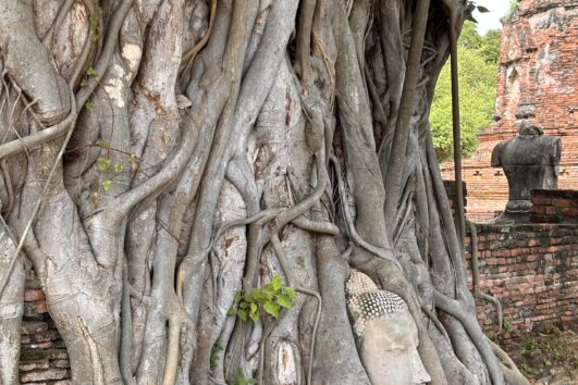 Resurgence Travel Buddha image bodhi tree Wat Mahathat Ayutthaya