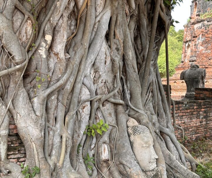 Resurgence Travel Buddha image bodhi tree Wat Mahathat Ayutthaya